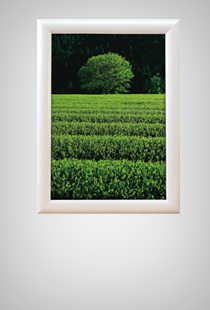 Alu Snap Frame Wall 25 mm Wei